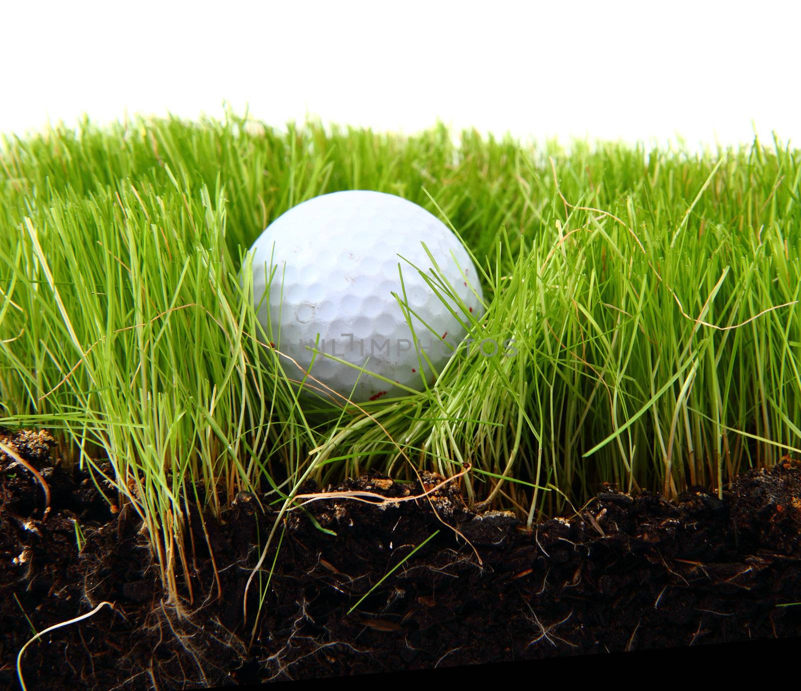 golf ball in the green grass as sport background