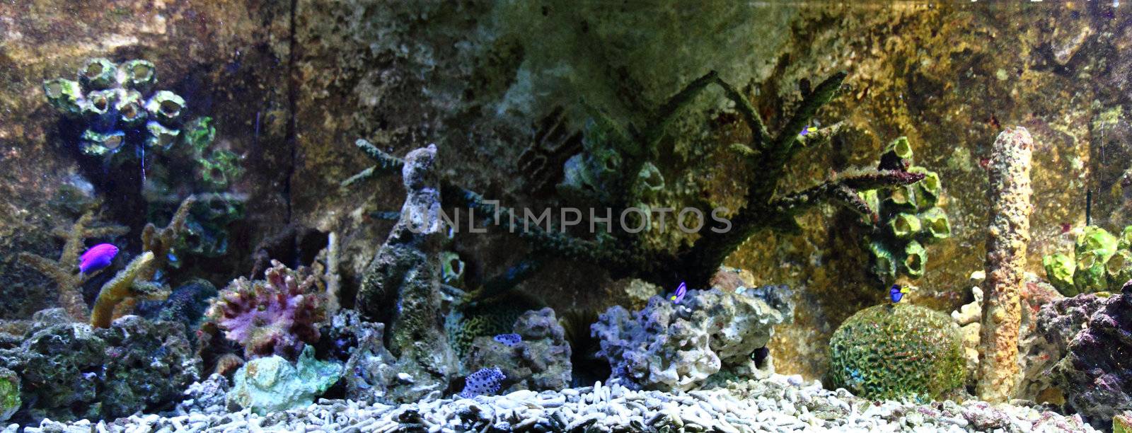 aquarium background  with fishes and plants