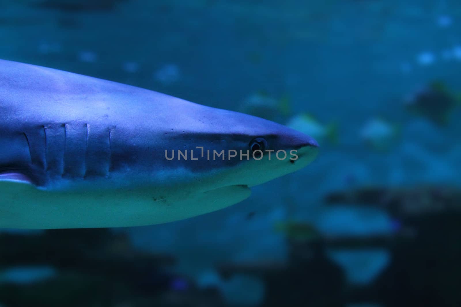 big blue shark from the deep sea 