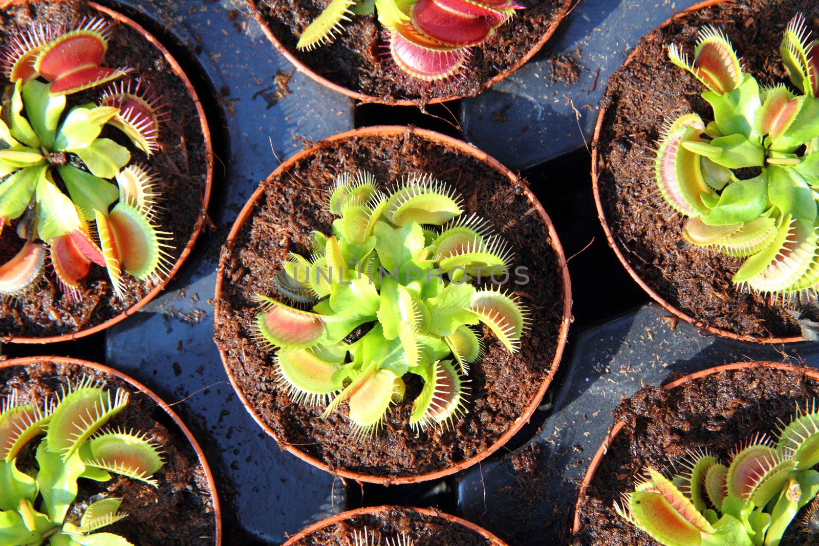 carnivorous plant as nice exotic natural background