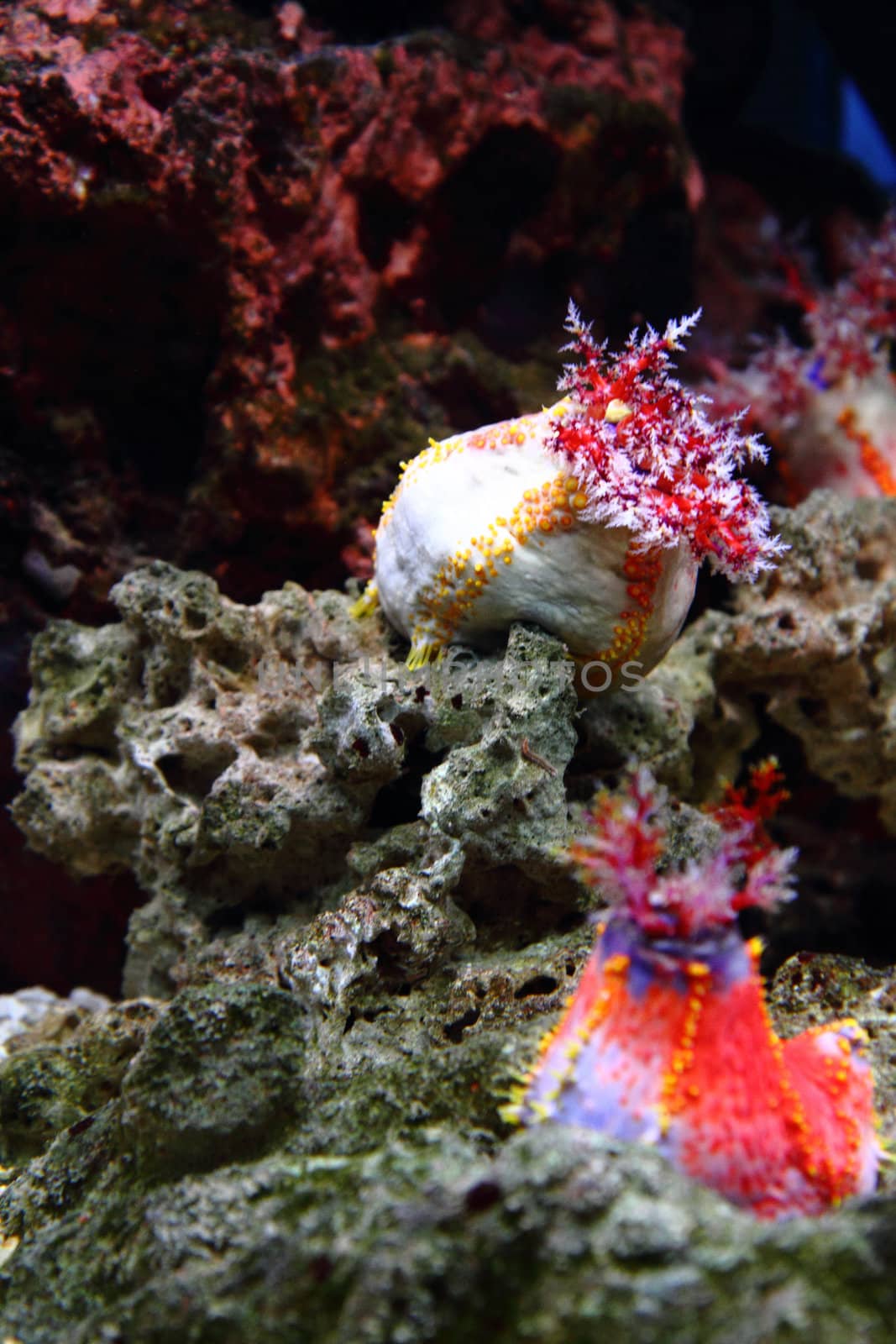 sea anemone by jonnysek