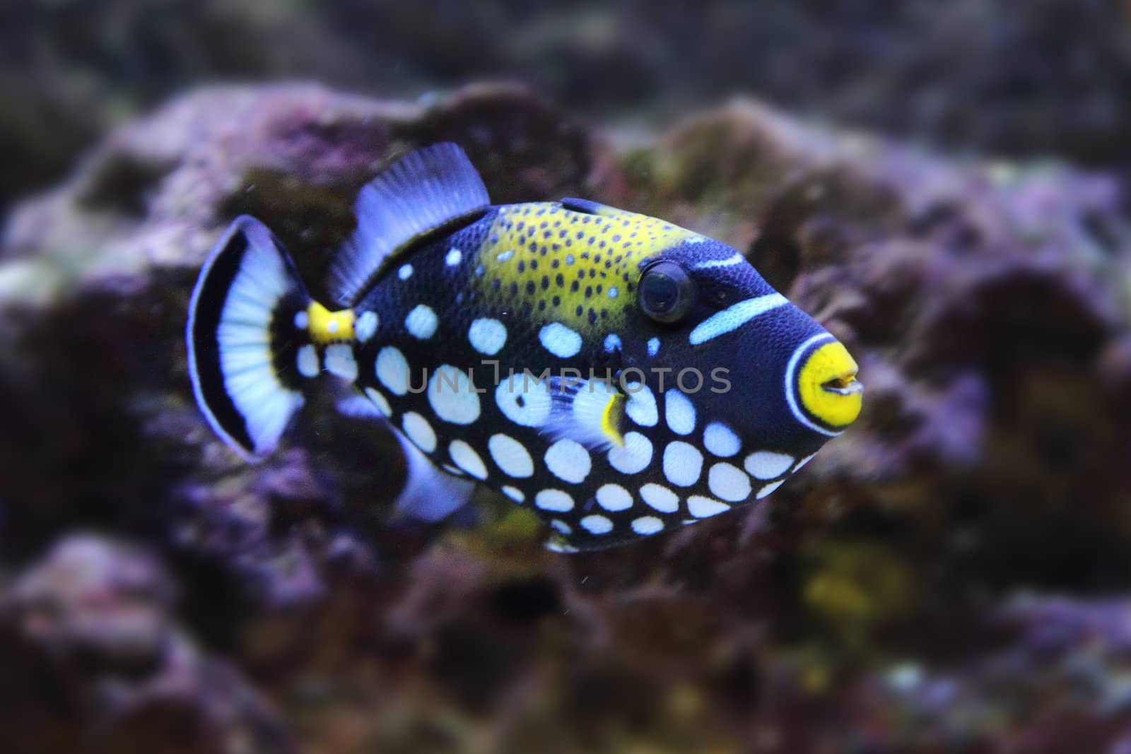 color exotic fish from the deep sea 