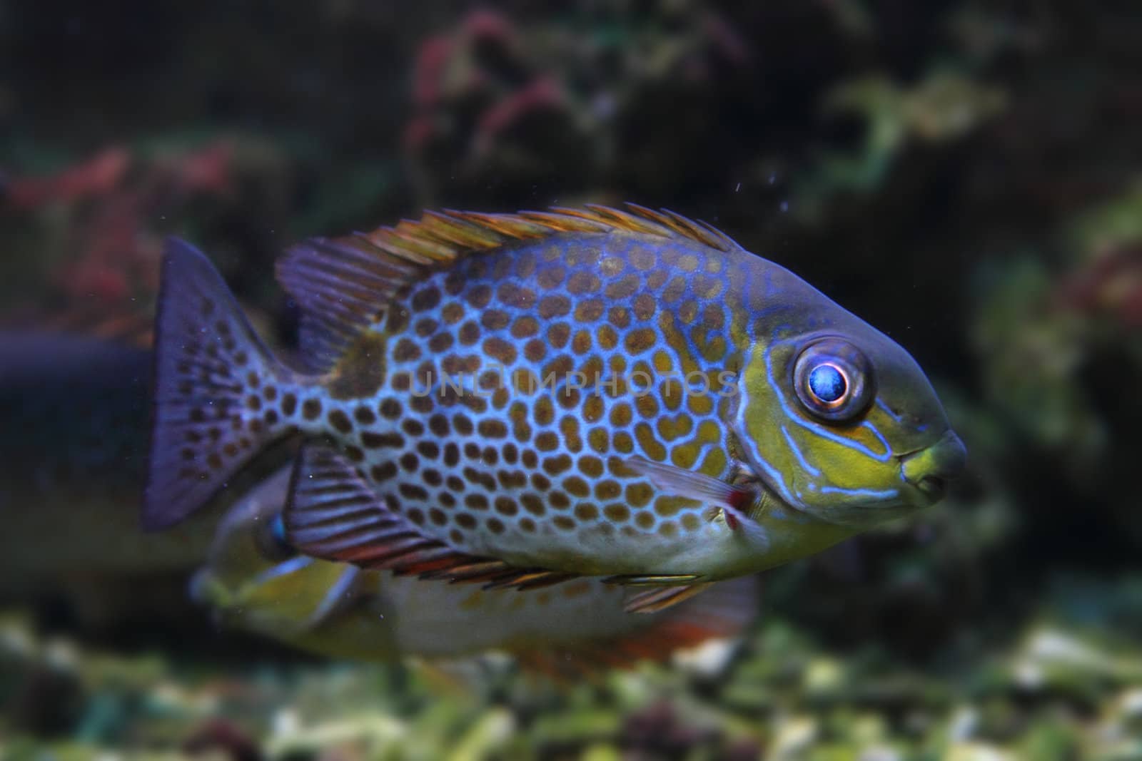 color exotic fish  by jonnysek