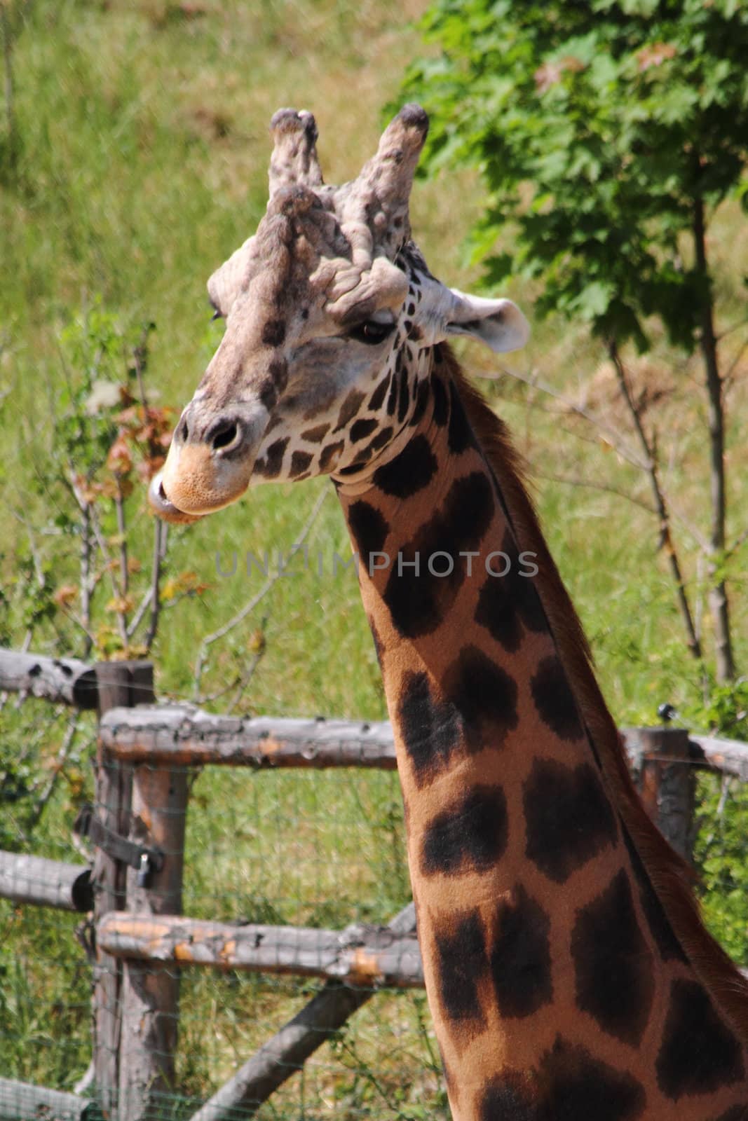 detail of giraffe (head) on the green grass bacground