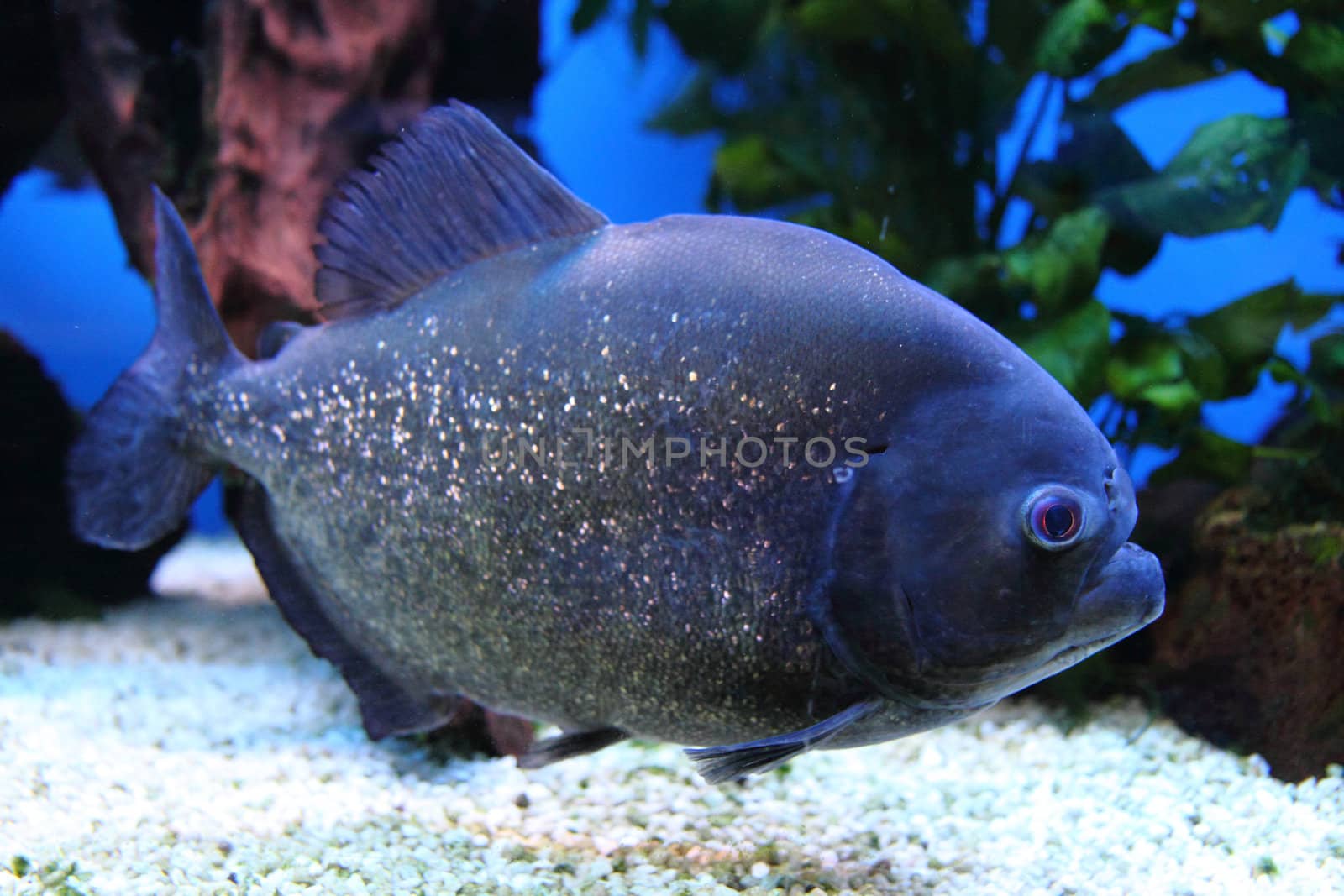 small piranha fish in the blue water 
