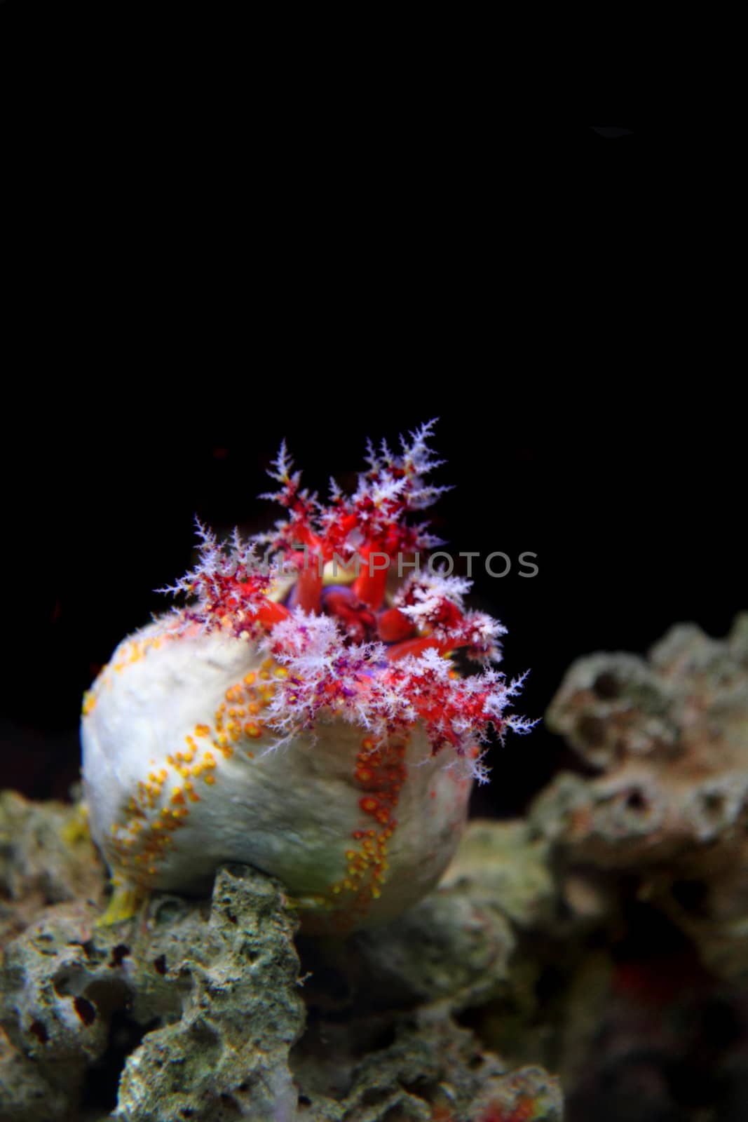 nice sea anemone on the natural background