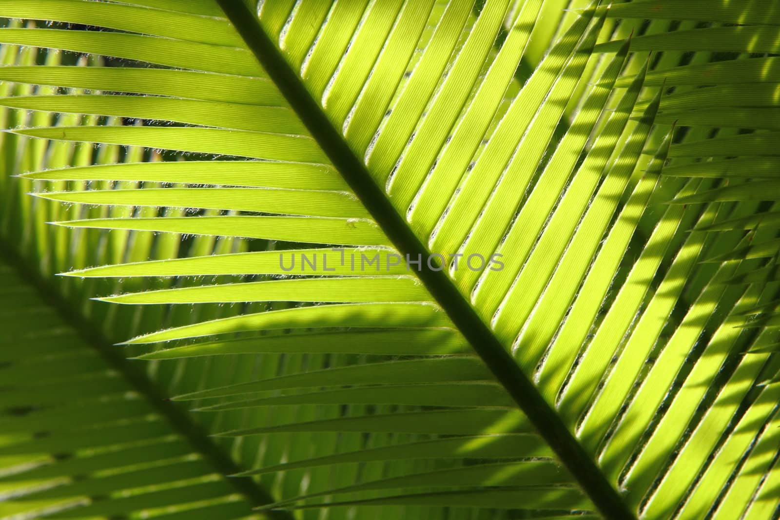 green leaf background from the exotic plant