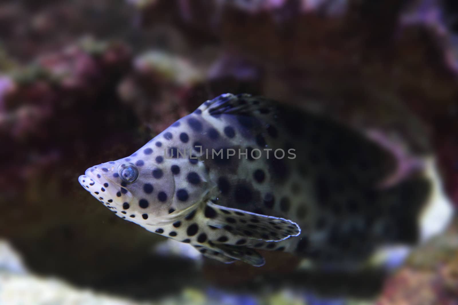 exotis fish with black dots on the dark background