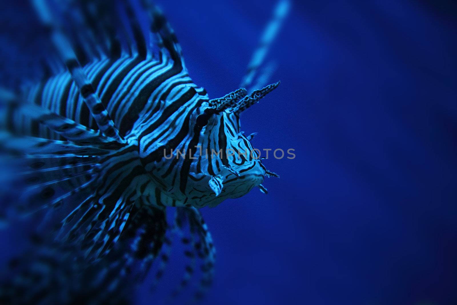 striped lion fish from the deep sea 