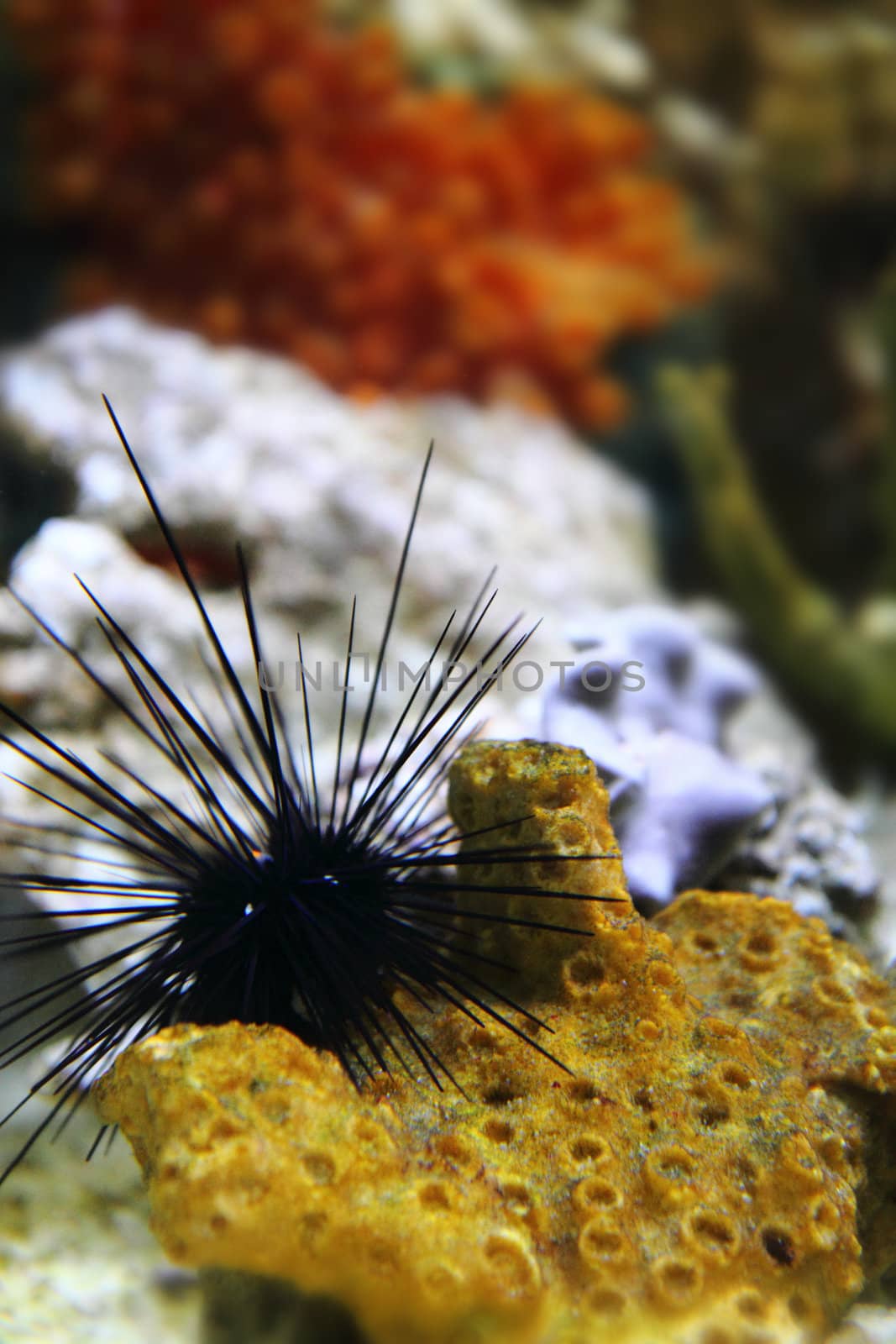 sea urchin in the natural sea background