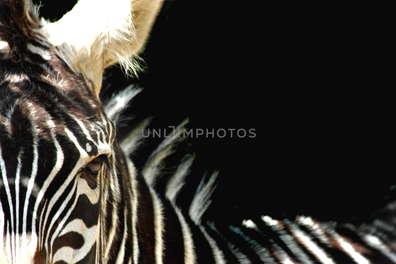 detail of zebra as nice animal texture 