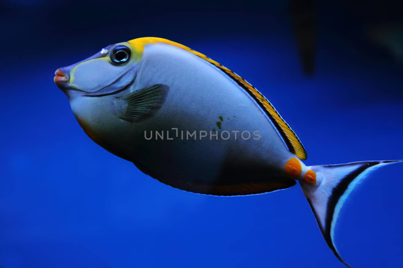 exotic sea fish by jonnysek