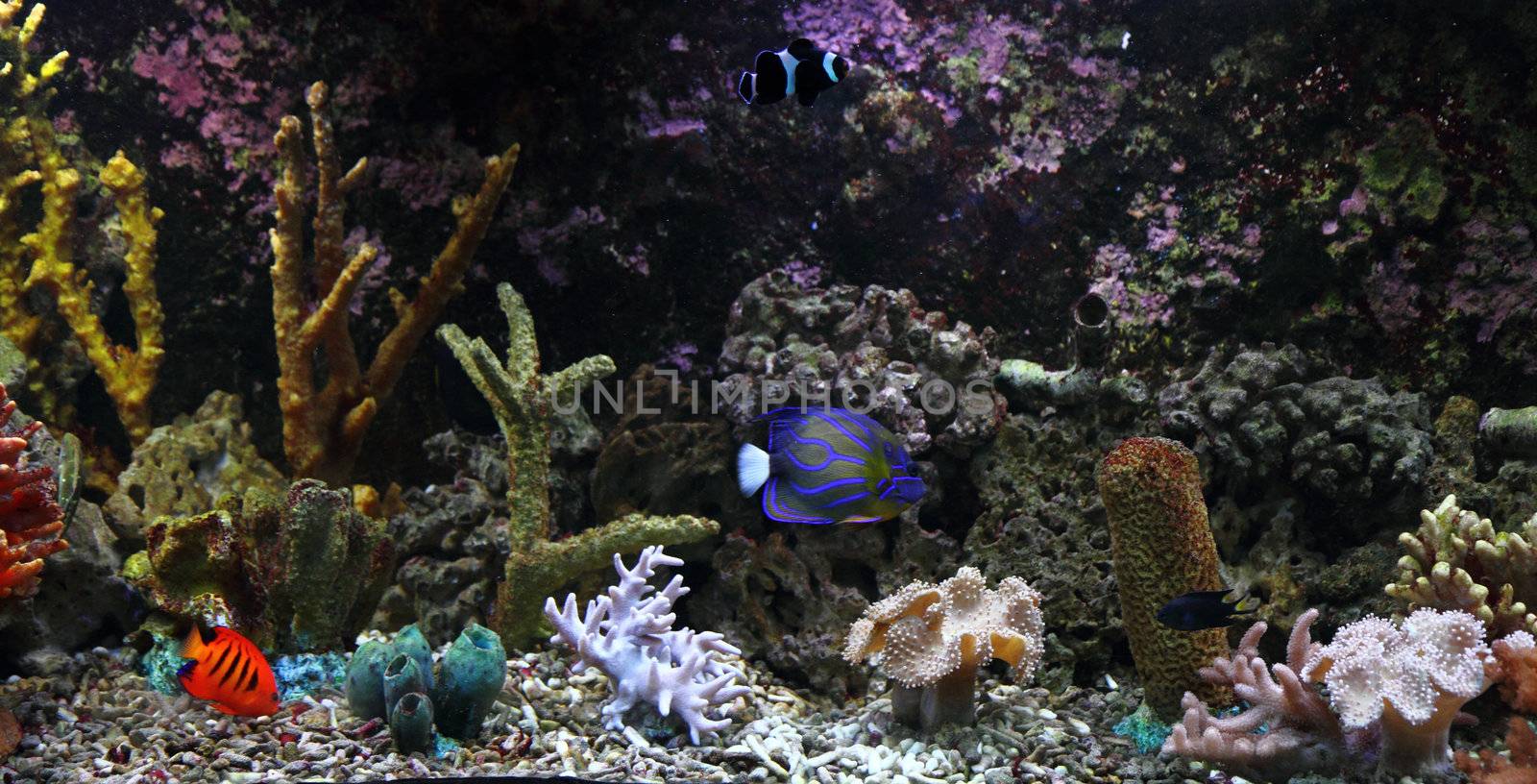 aquarium background  with fishes and plants