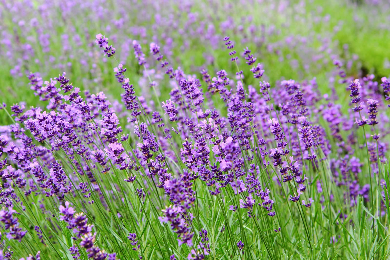 violet levander field from the czech republic 