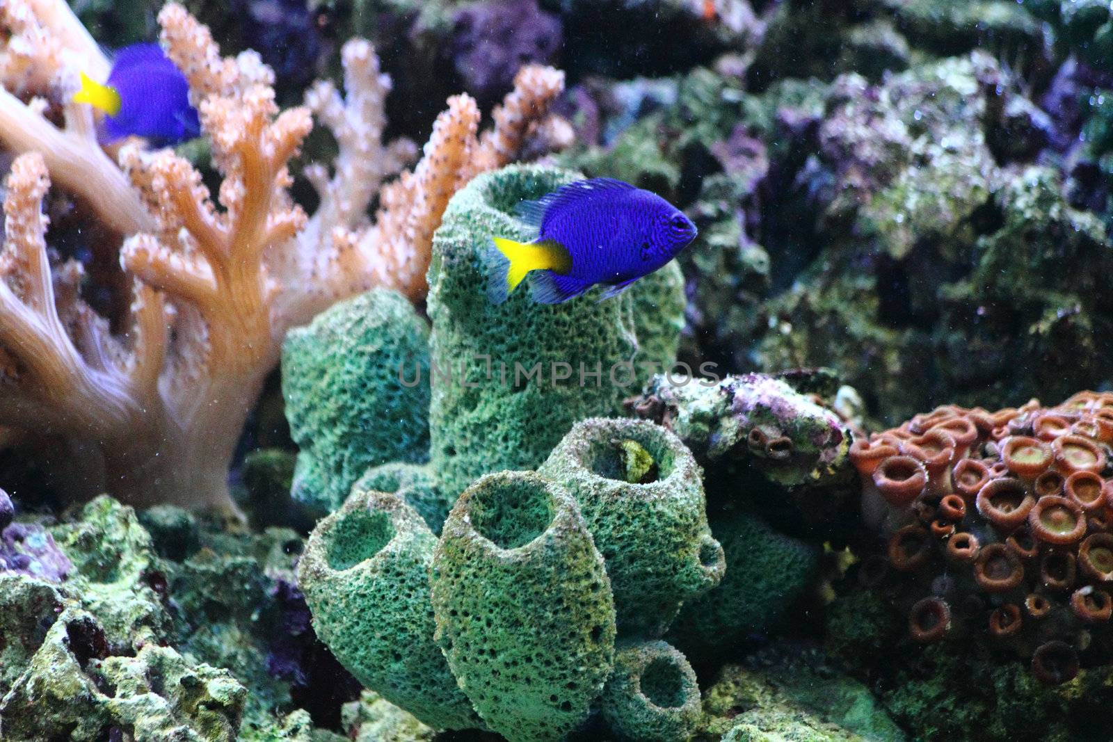 natural sea plants as nice aquarium background