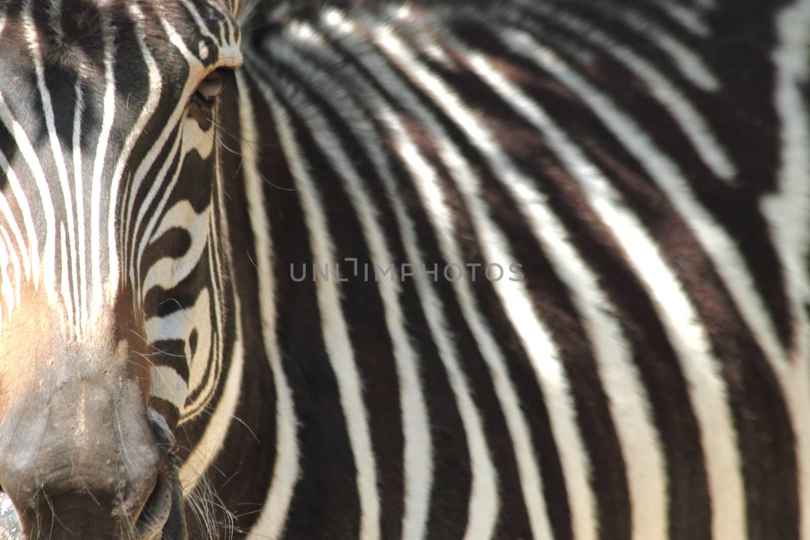 detail of zebra by jonnysek