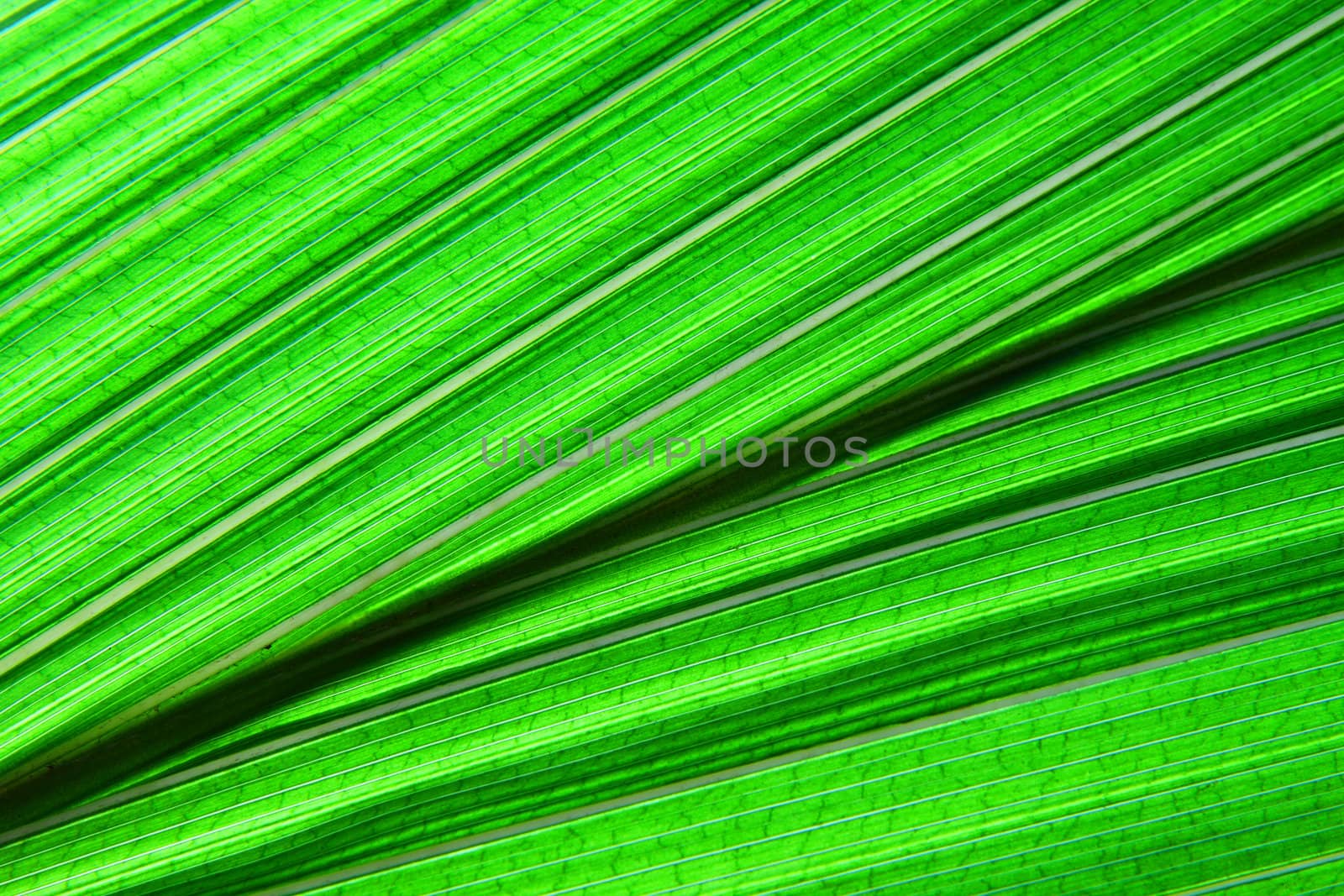 green leaf texture from the palm tree