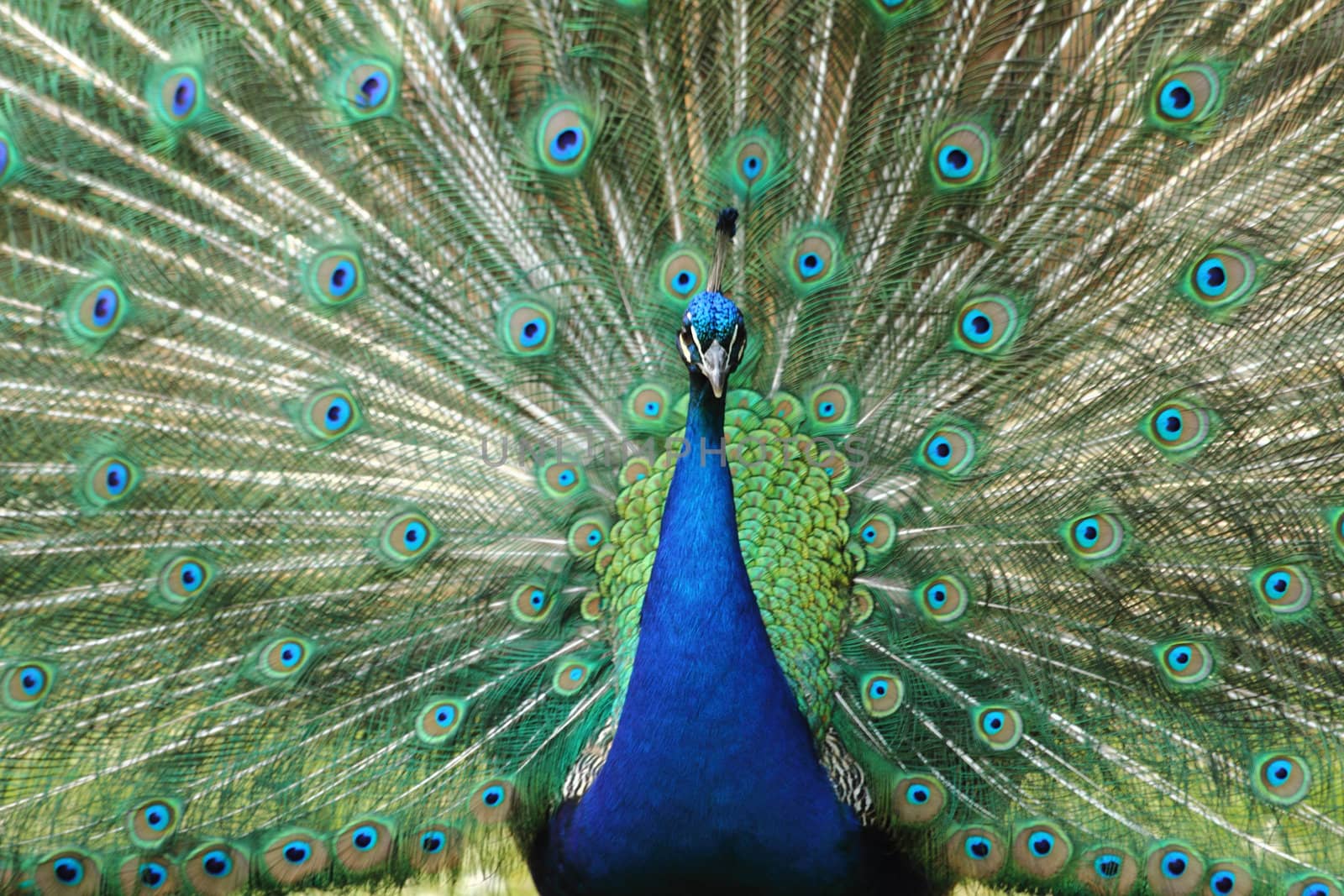 peacock bird as very nice animal background