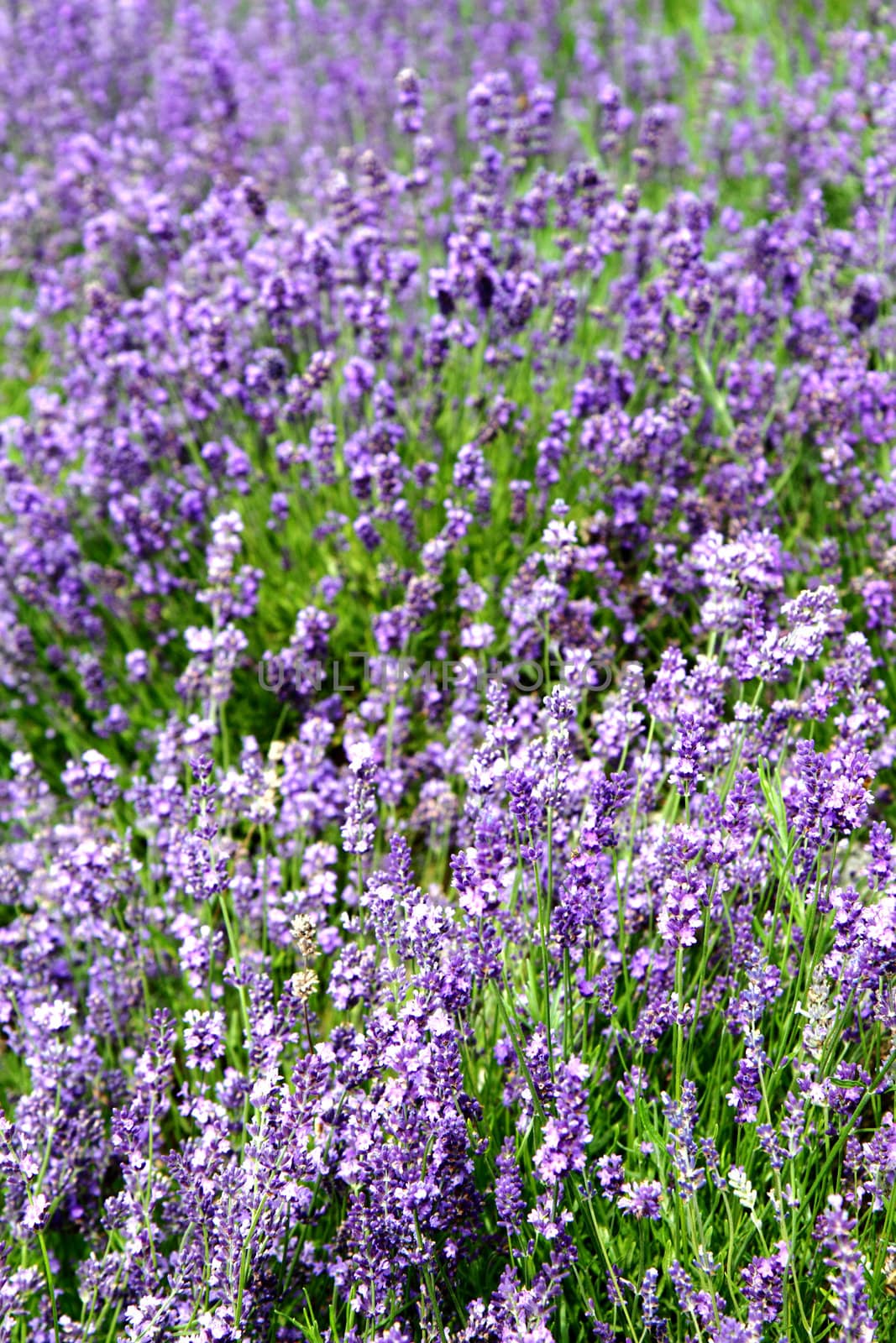 violet levander field from the czech republic 