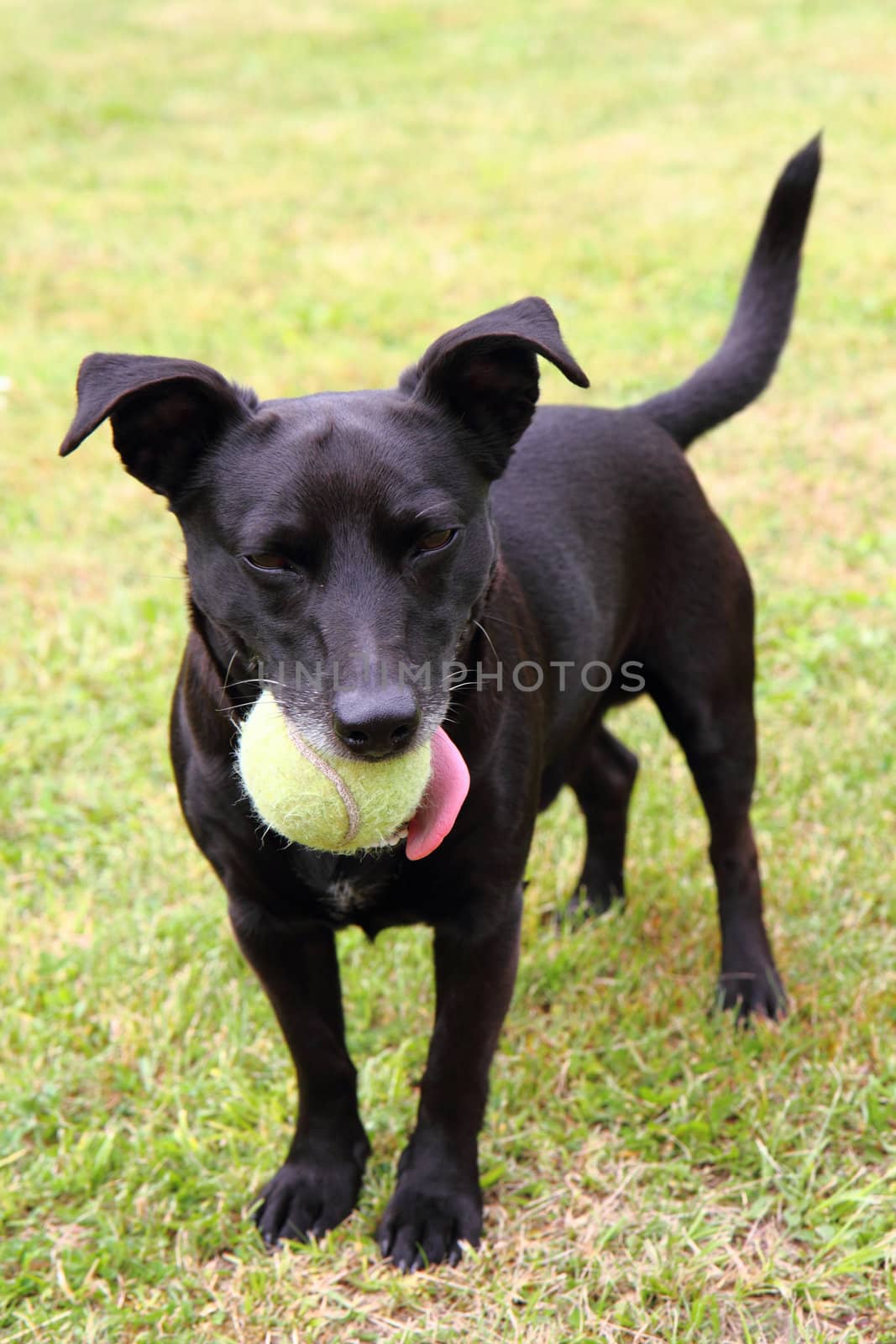 black dog as tennis player by jonnysek