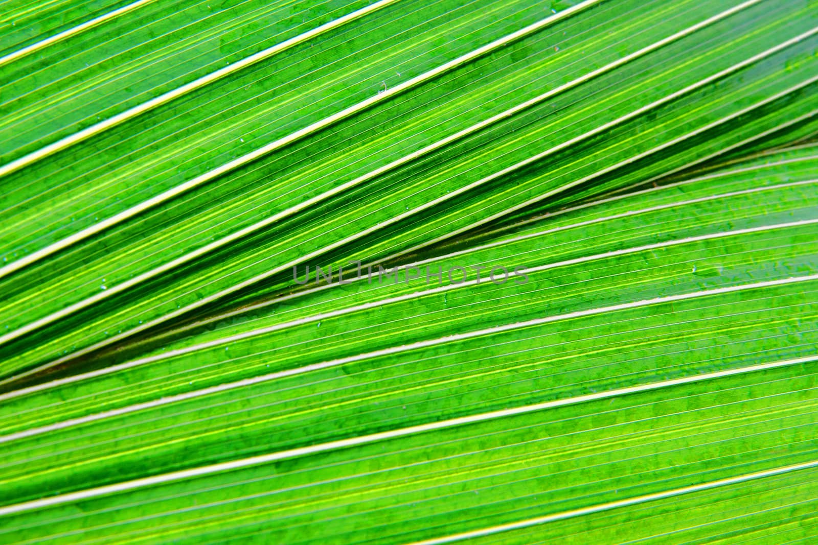 green leaf texture from the palm tree