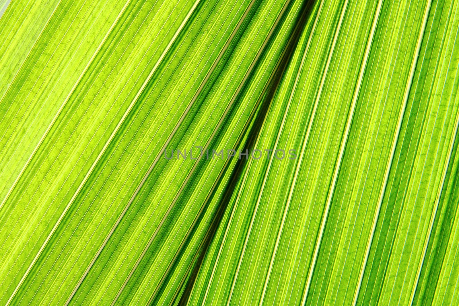 green palm leaf deatil as natural background