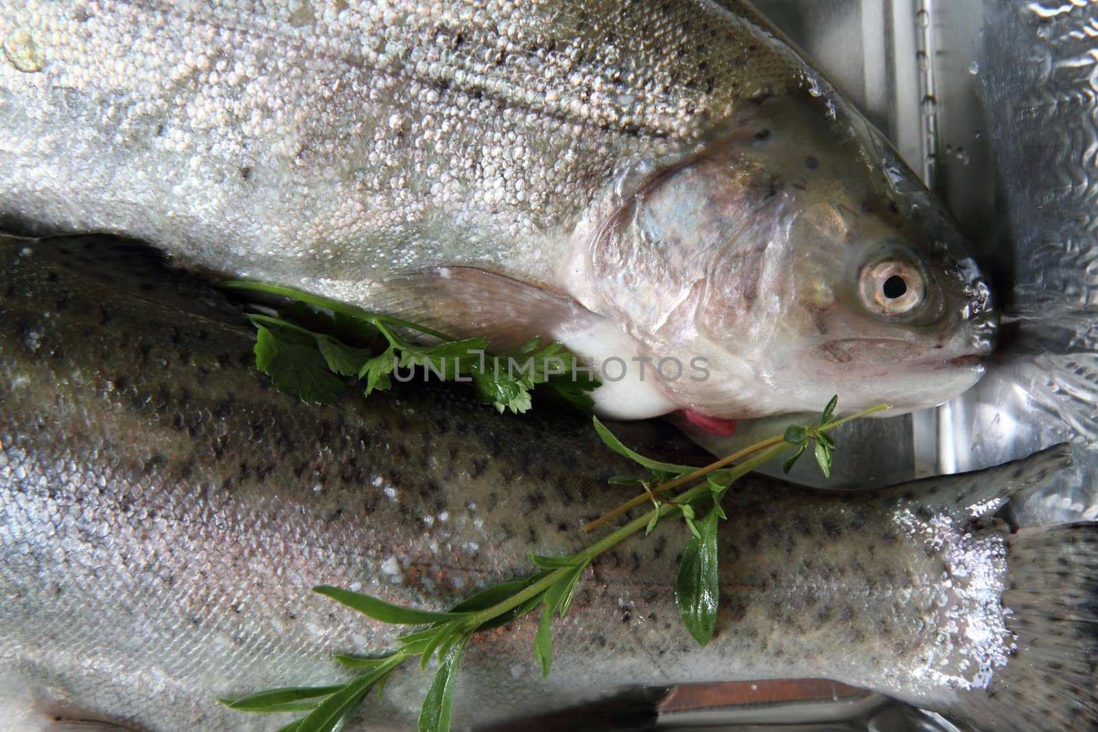 raw trout fish  by jonnysek