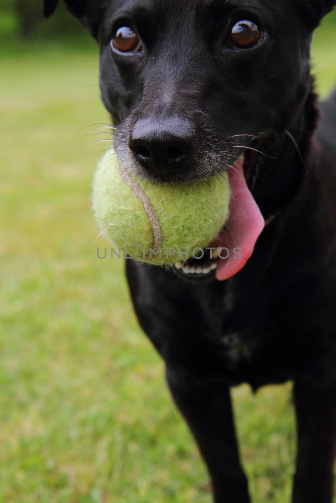 black dog as tennis player on the green grass