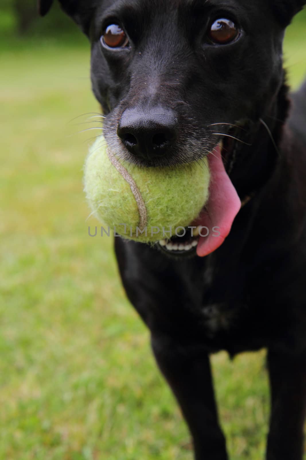 black dog as tennis player by jonnysek