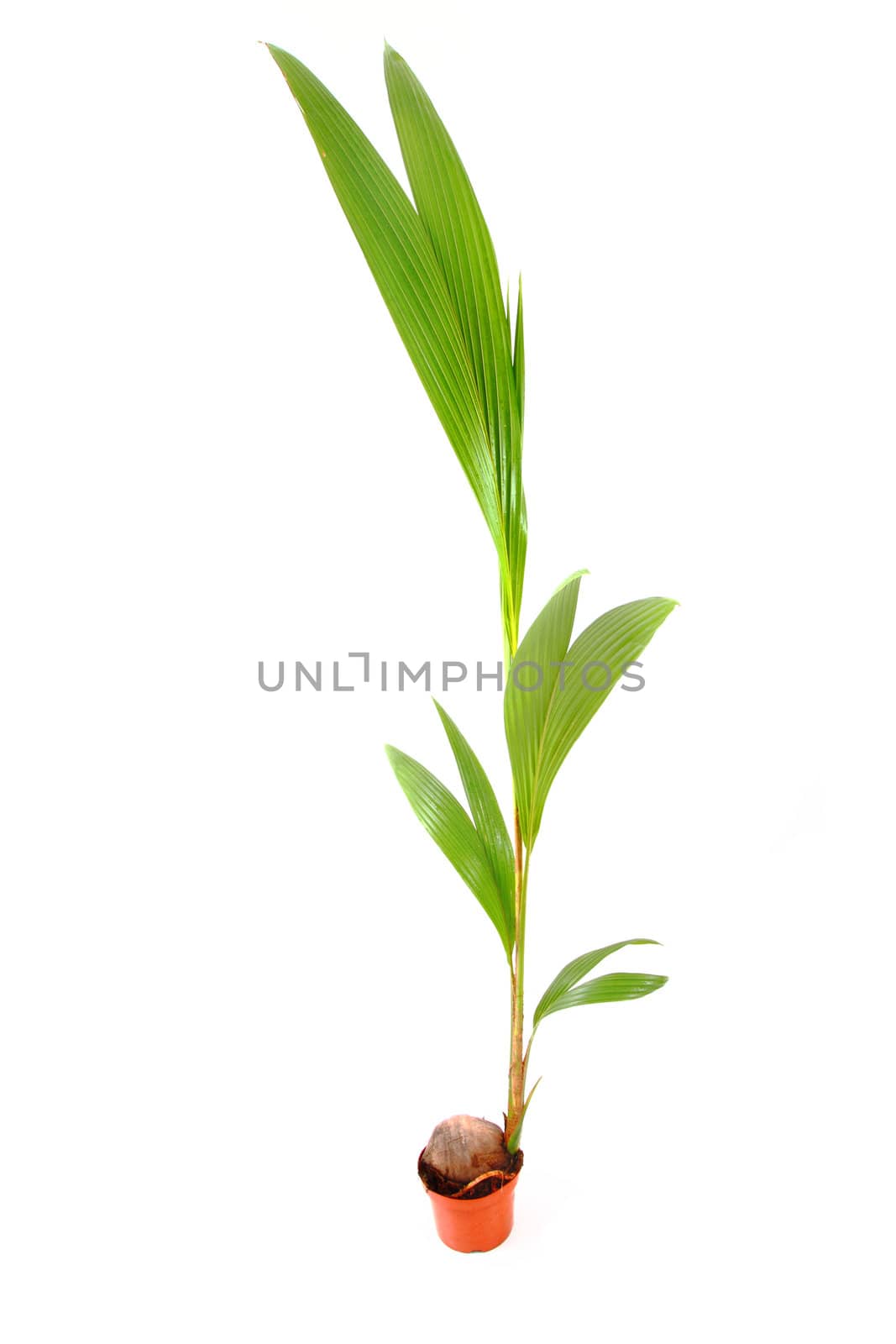 coconut palm tree isolated on the white background