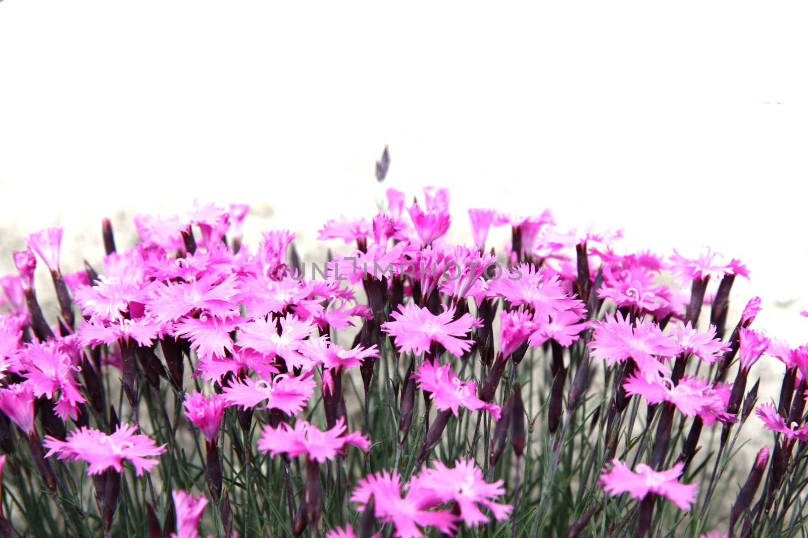 violet flowers by jonnysek