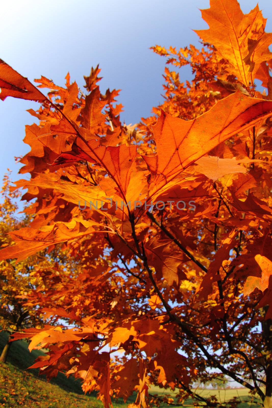 autumn leaves on the very old tree