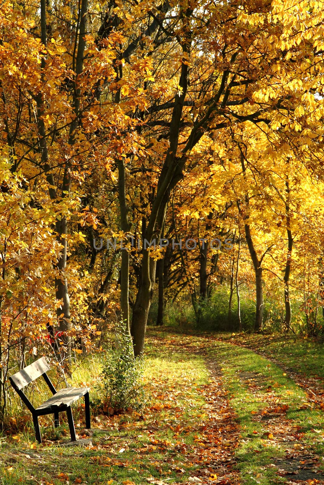 bench in the autumn park  by jonnysek