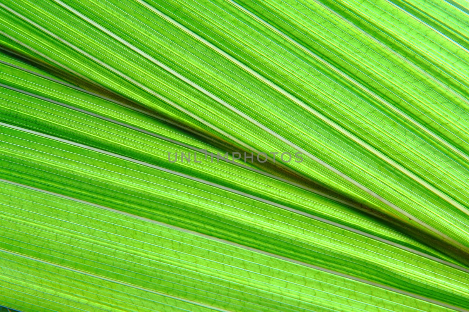 green palm leaf deatil as natural background