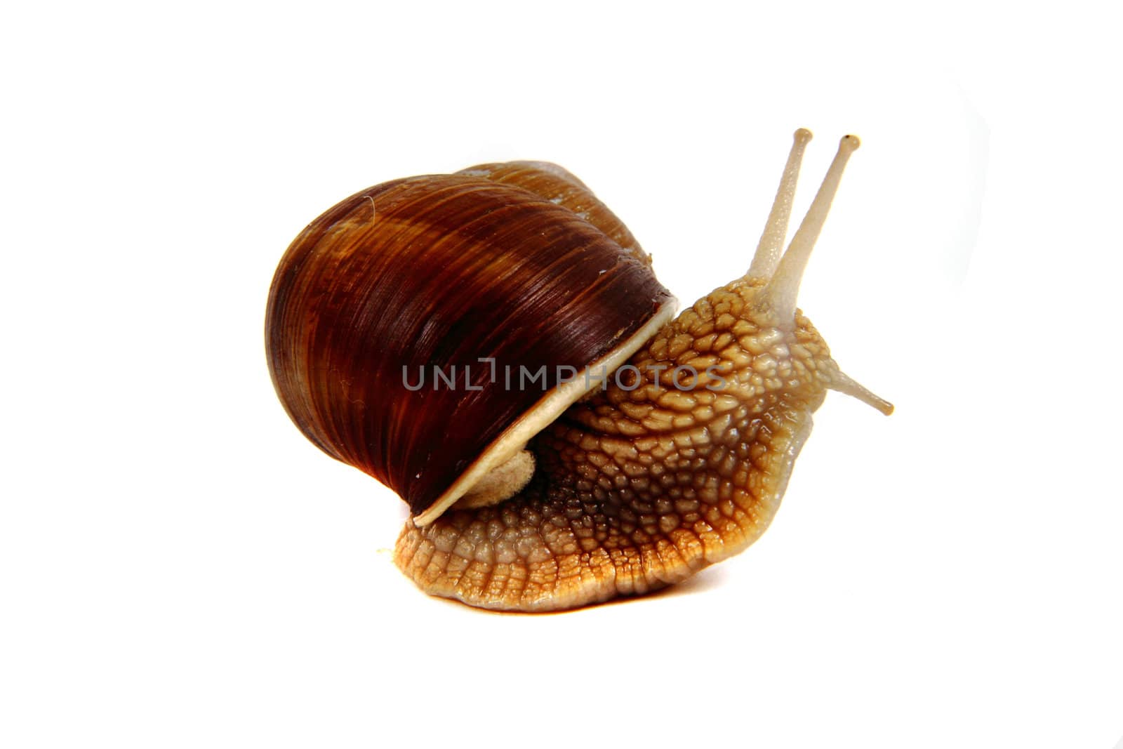 small snail isolated on the white background