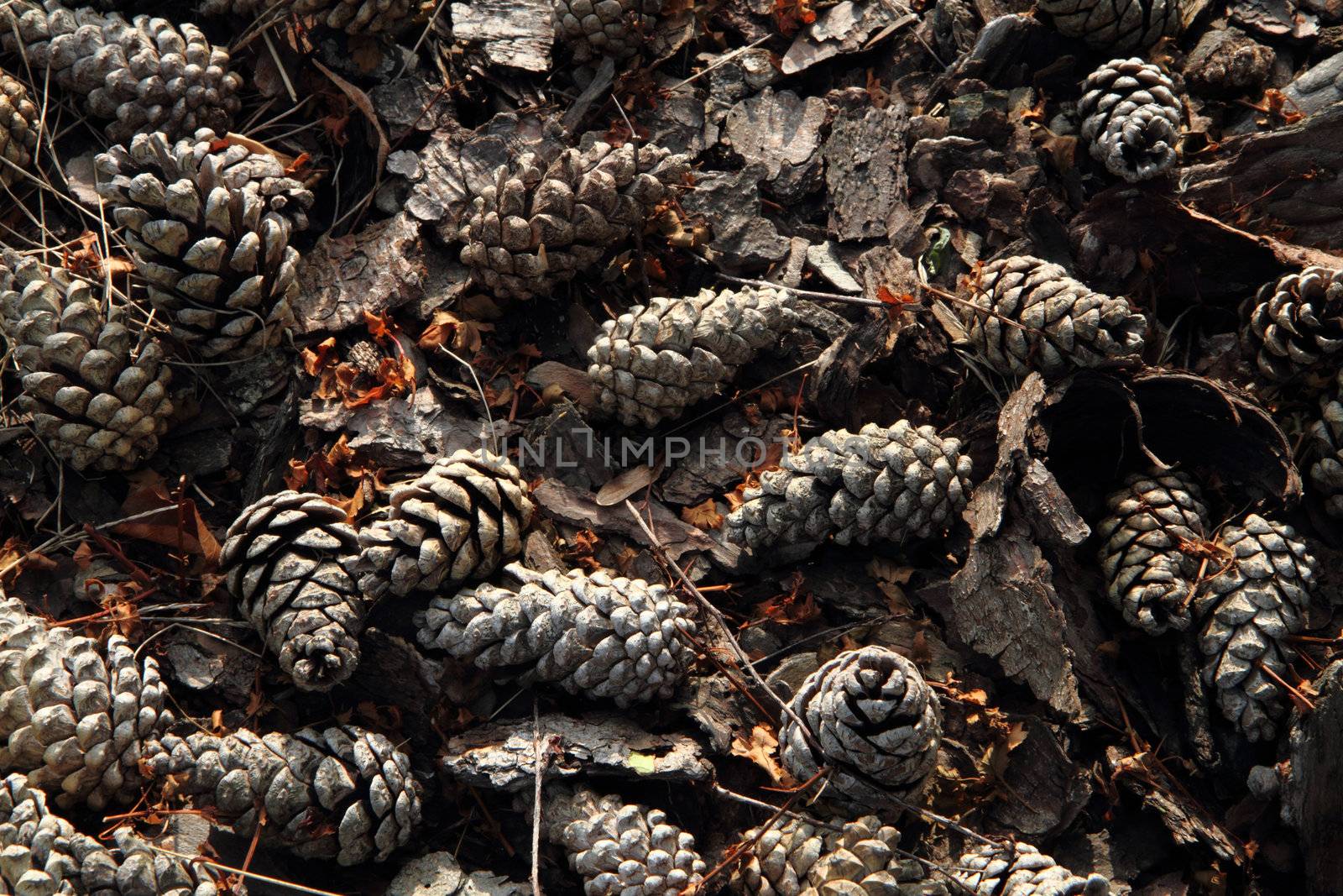 old pine cones background by jonnysek