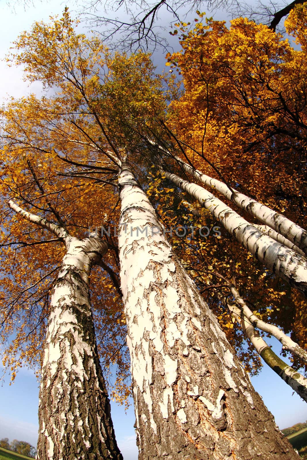 old tree in the autumn as nice natural background