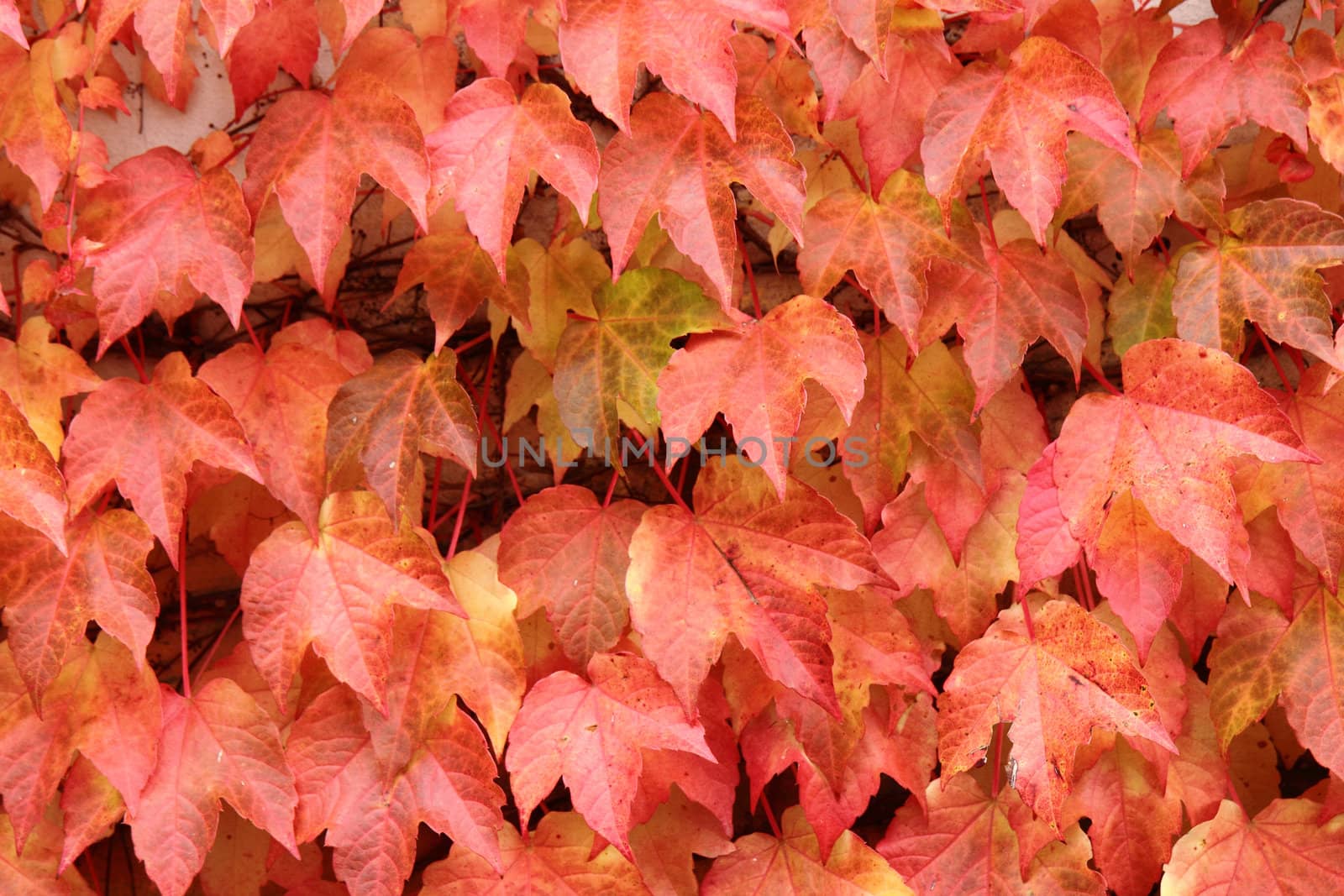 color autumn leaves as nice natural background