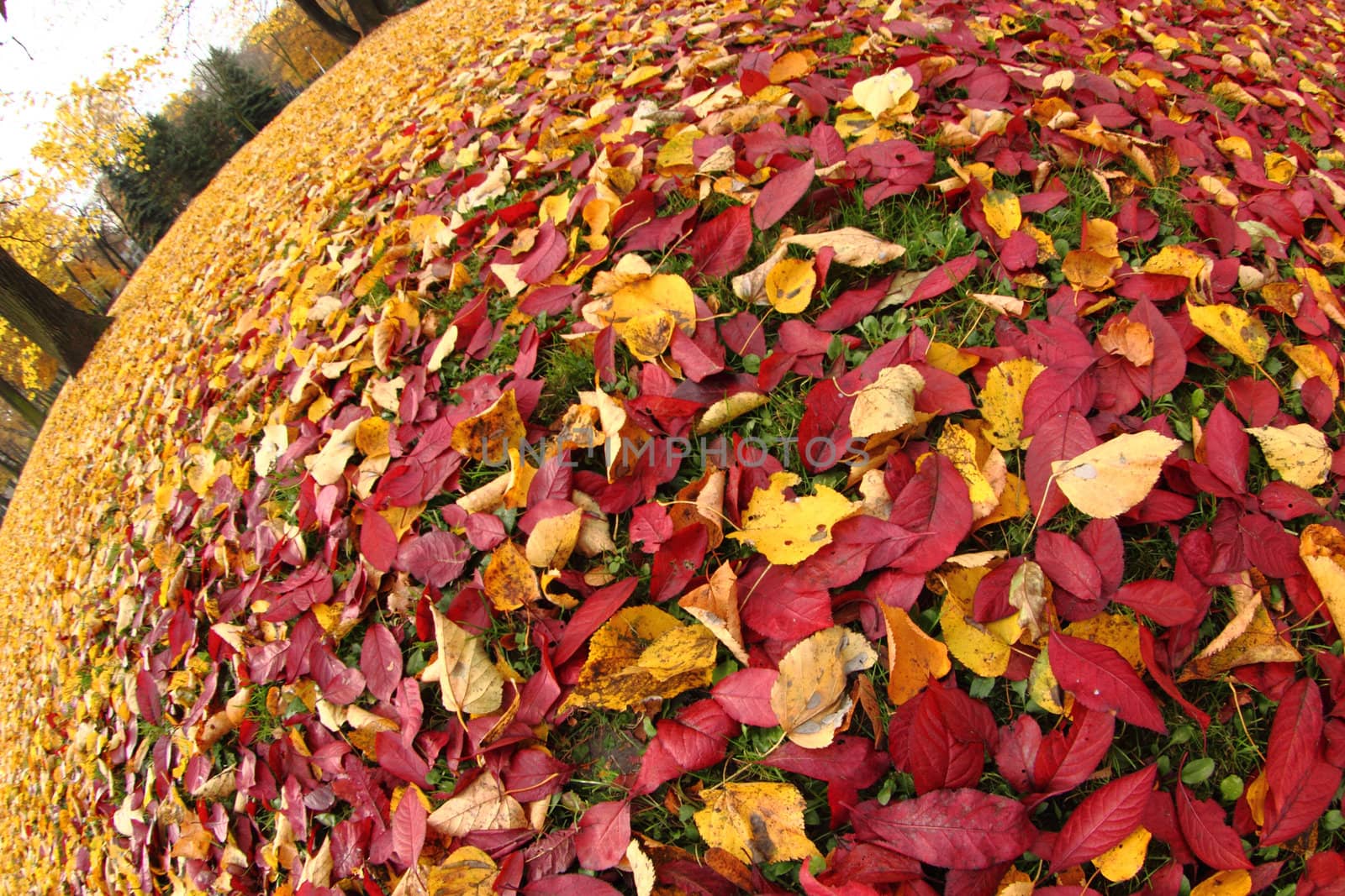 autumn leafy background  by jonnysek