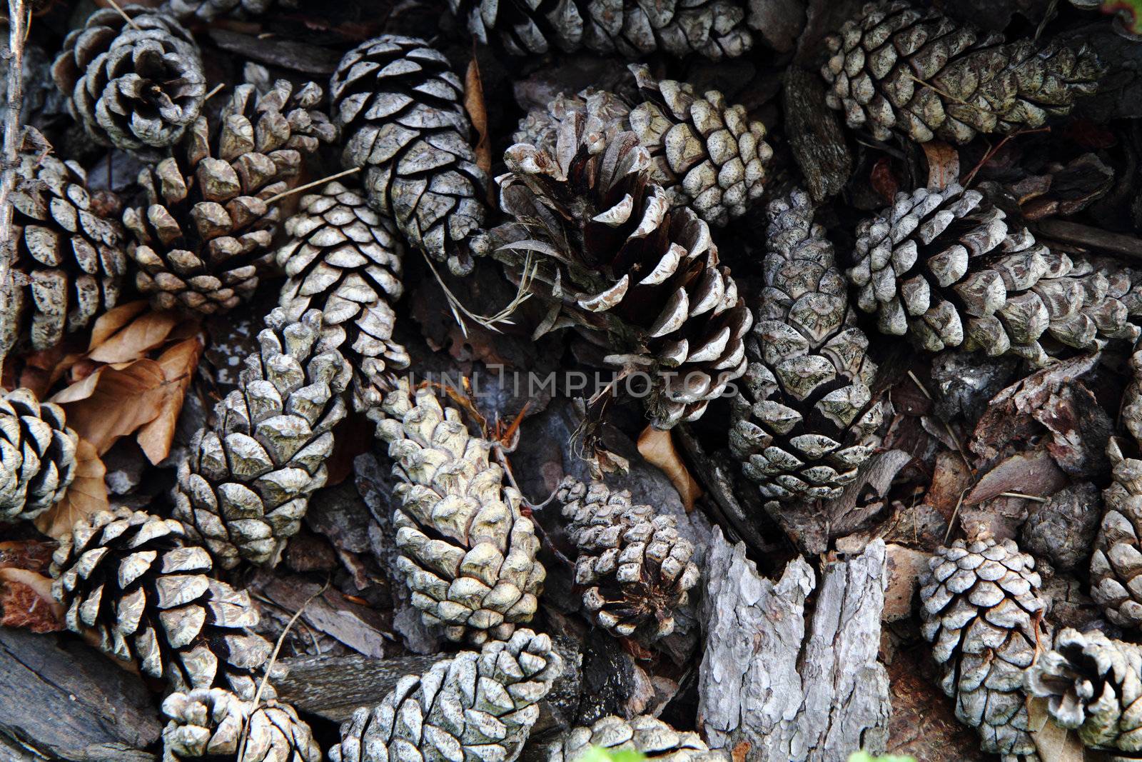 old pine cones background as nice christmas texture