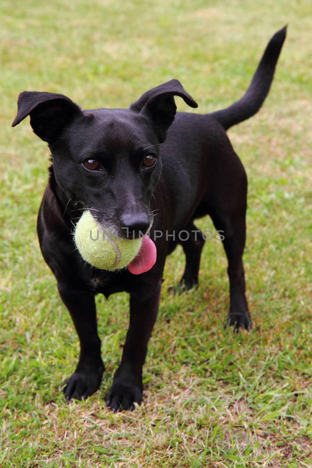 black dog as tennis player by jonnysek