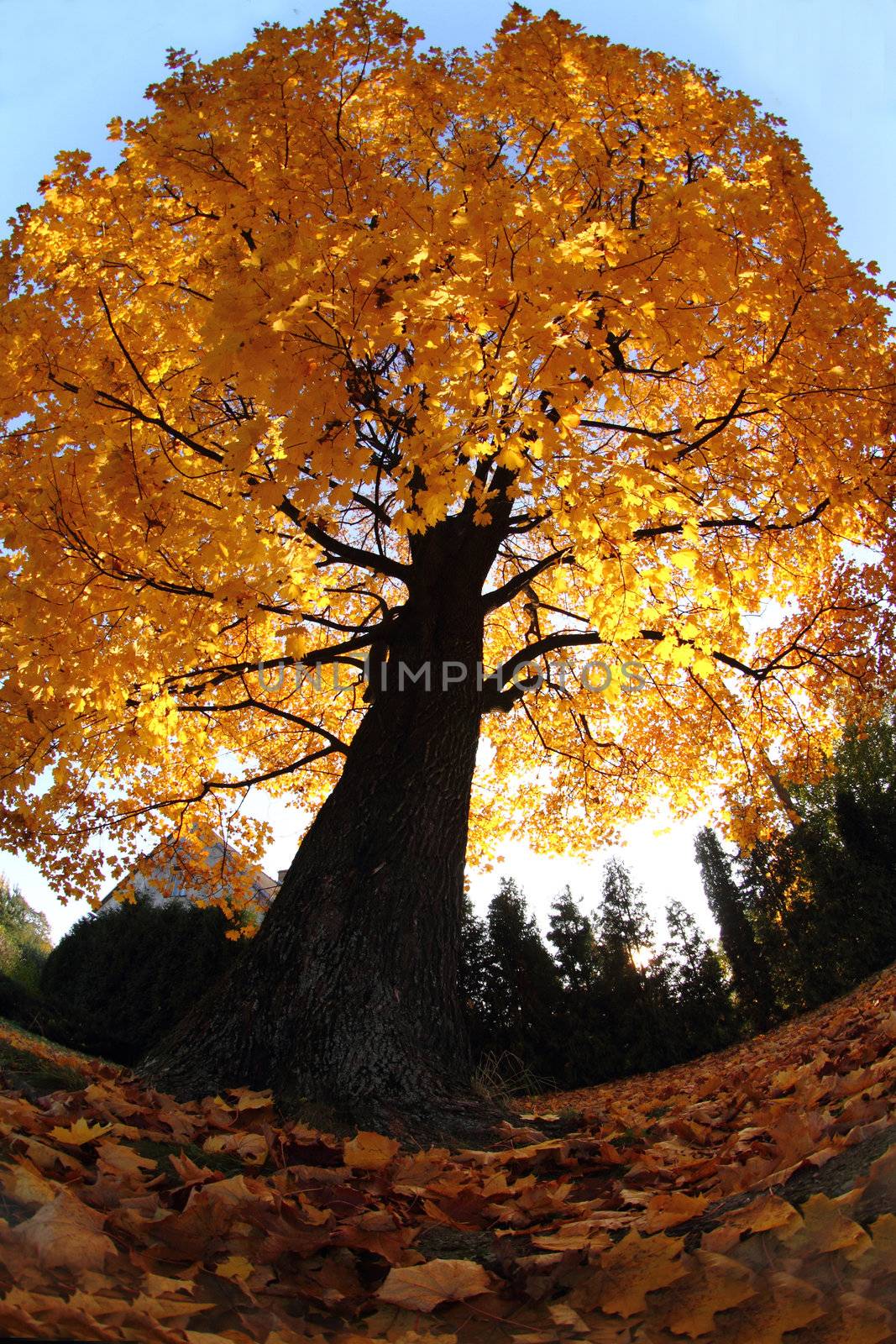 old tree in the autumn by jonnysek