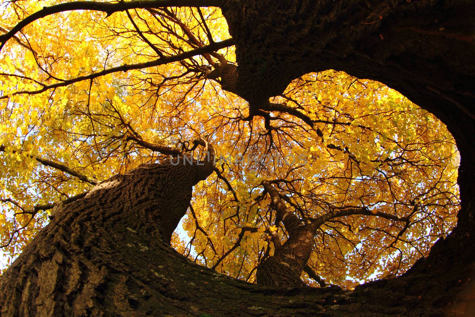 old tree in the autumn by jonnysek