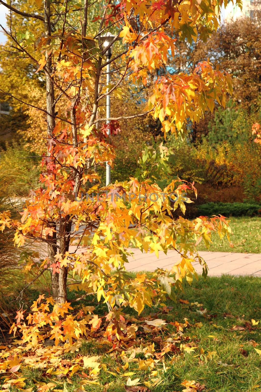 autumn tree  by jonnysek