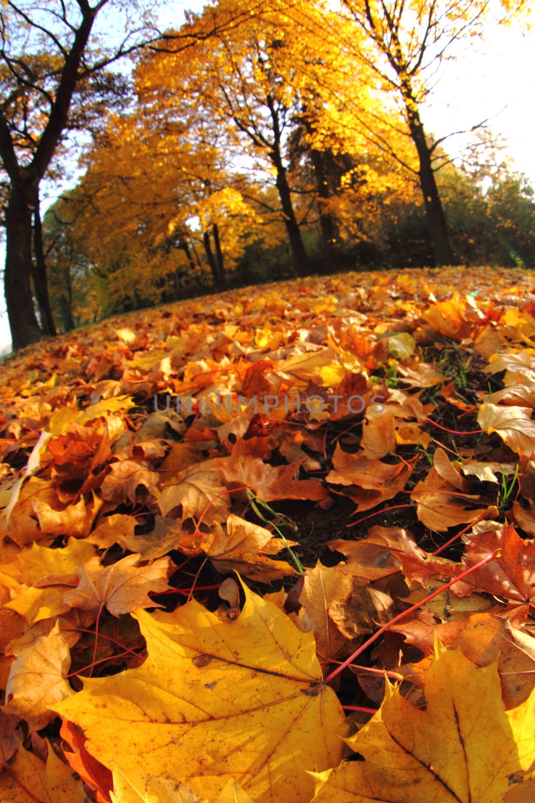 autumn leaves by jonnysek