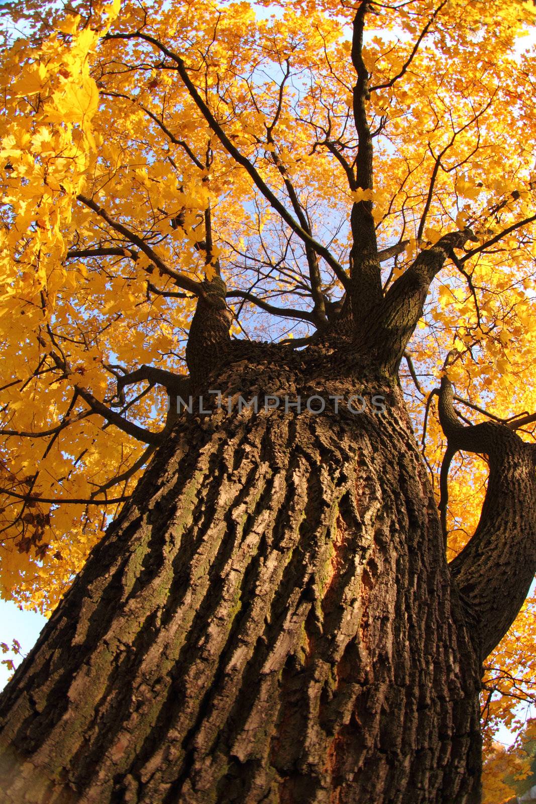 old tree in the autumn by jonnysek