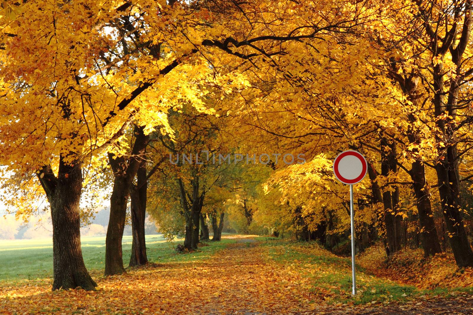 way in the autumn park with color treeses