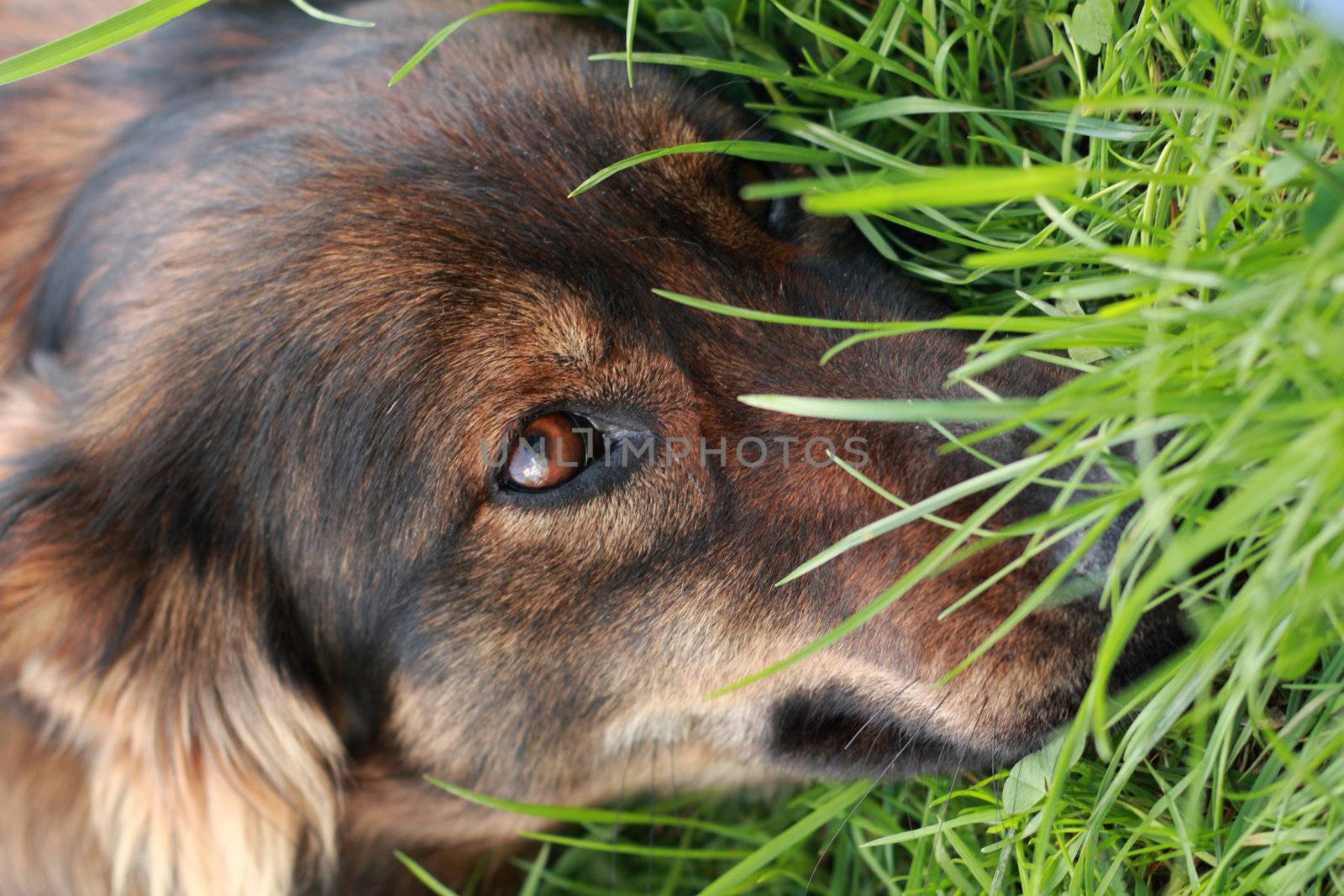 detail of the brown dog (head) in the green grass