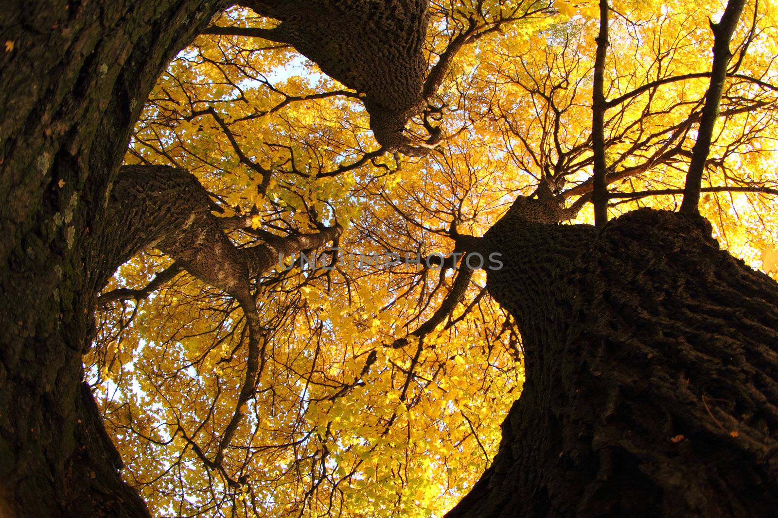 old tree in the autumn by jonnysek