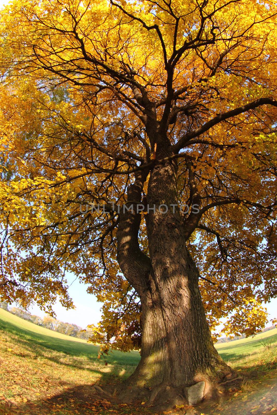 old tree in the autumn as nice natural background